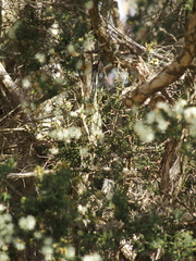 Melaleuca cuticularis