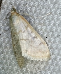 Hahncappsia pergilvalis