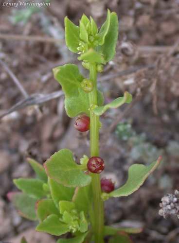 Patellifolia procumbens image