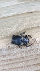 Onthophagus nuchicornis
