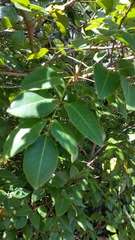 Metopium toxiferum image