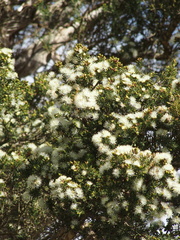 Melaleuca cuticularis