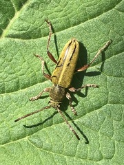 Ochraethes brevicornis