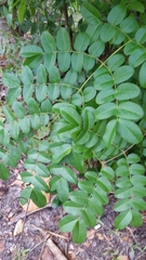 Magnoliopsida