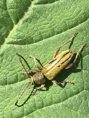 Ochraethes brevicornis