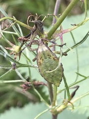 Piezogaster indecorus