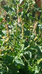 Blitum bonus-henricus