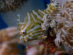 Acreichthys radiatus