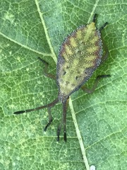 Piezogaster indecorus