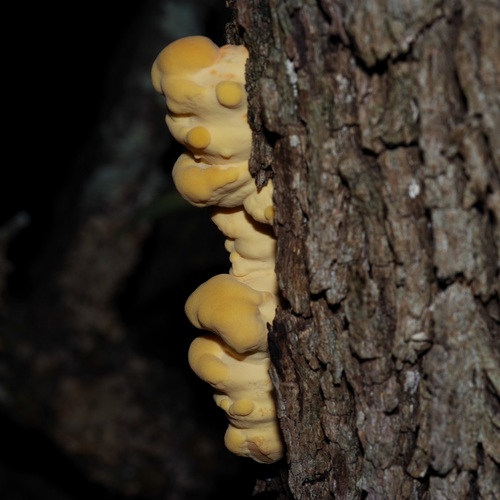 Laetiporus sulphureus — (c) Michelle W. (鍾偉瑋), some rights reserved (CC BY)