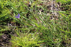 Sisyrinchium idahoense