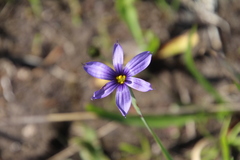 Sisyrinchium idahoense