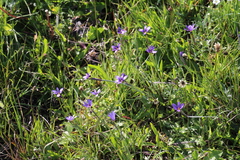 Sisyrinchium idahoense