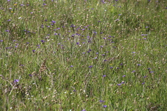 Sisyrinchium idahoense