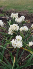 Narcissus