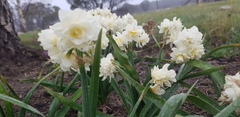 Narcissus