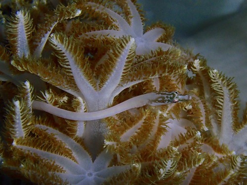Herre's pipefish (Siokunichthys herrei) — Syngnathidae