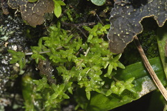 Crassula mataikona