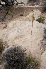 Yucca angustissima toftiae