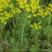 Euphorbia cyparissias - Photo (c) Bas Kers,  זכויות יוצרים חלקיות (CC BY-NC-SA)
