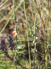 Sphaerolobium grandiflorum
