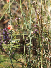 Sphaerolobium grandiflorum