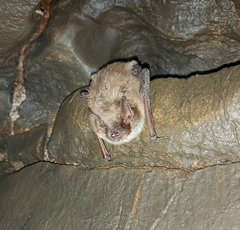 Myotis dasycneme