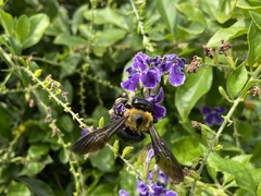 Xylocopa appendiculata circumvolans