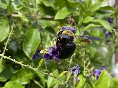 Xylocopa appendiculata circumvolans