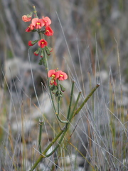 Sphaerolobium grandiflorum