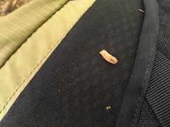 Epistrophella emarginata