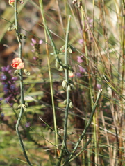 Sphaerolobium grandiflorum