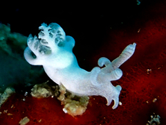 Trapania lemnalioides