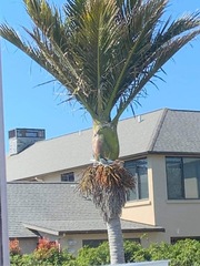 Hemiphaga novaeseelandiae novaeseelandiae