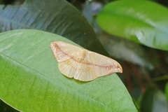 Tridrepana argentistriga