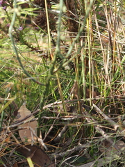 Sphaerolobium grandiflorum