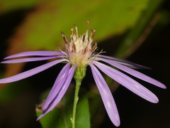 Symphyotrichum phlogifolium