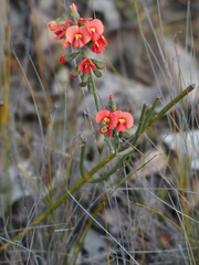 Sphaerolobium grandiflorum