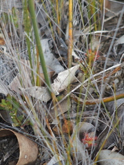 Sphaerolobium grandiflorum