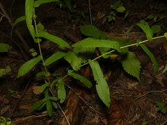 Symphyotrichum phlogifolium