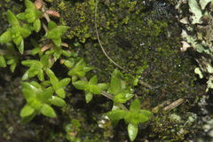 Crassula mataikona