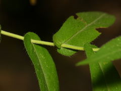 Symphyotrichum phlogifolium