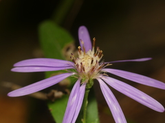Symphyotrichum phlogifolium
