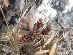 Veronica gibbsii