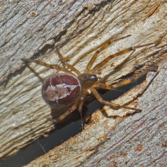 Steatoda nobilis