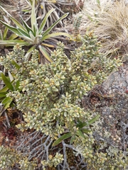 Olearia cymbifolia