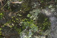 Crassula mataikona
