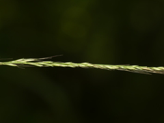 Muhlenbergia sylvatica