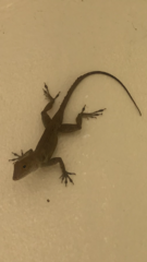 Anolis cristatellus