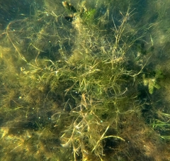 Potamogeton zosteriformis